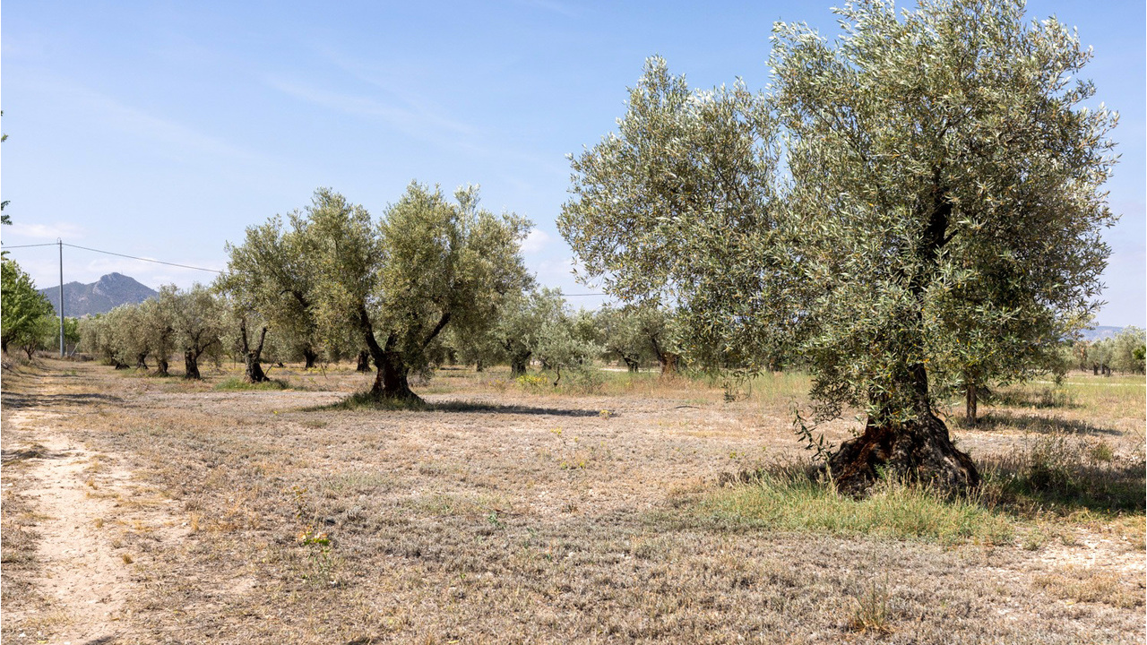 Olive Grove Estates Luxury Spanish Villa with anexe (8)